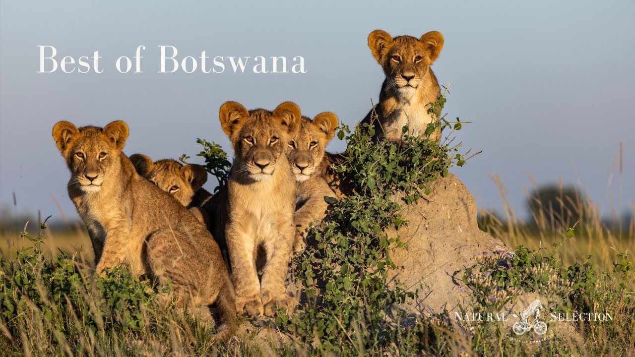 Best of Botswana
