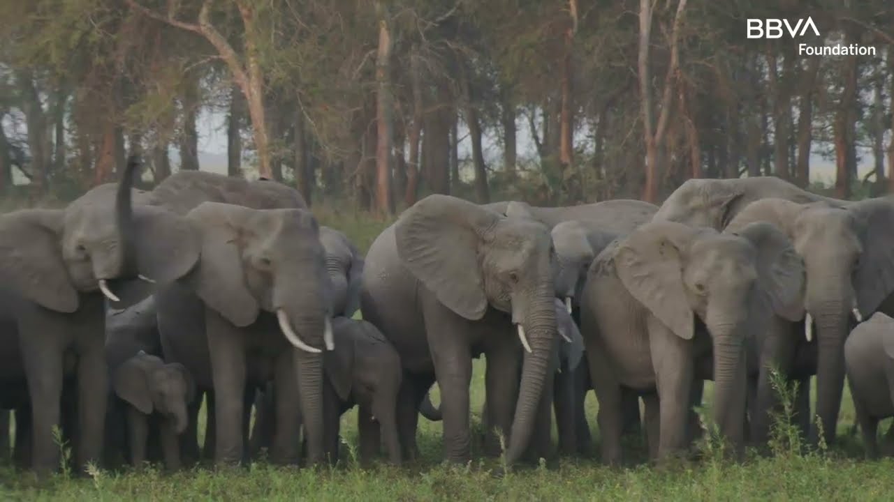 19th Worldwide Award for Biodiversity Conservation: Gorongosa Restoration Project