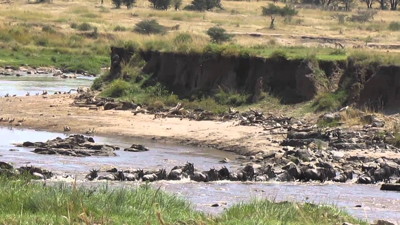 HerdTracker Africa Migration update Lemala Camps July crossing