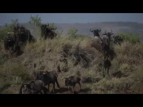The Great Migration continues to cross the Sand River on the Masai Mara side