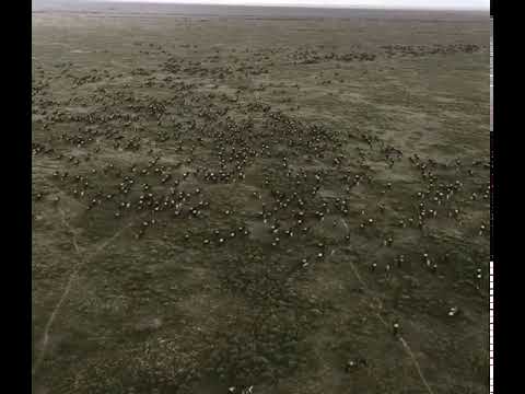 Great Wildebeest Migration from the bird's eye-view