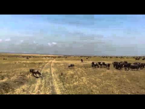 Wildebeest Migration North of the Mara River