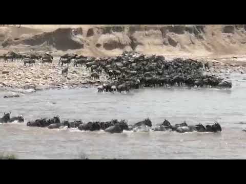 Wildebeest crossing at crossing number 7 and 8