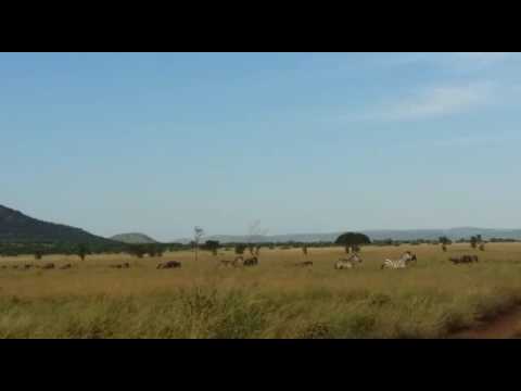 Wildebeest herds on the Togoro Plains - Ranger Safaris - Part 2.