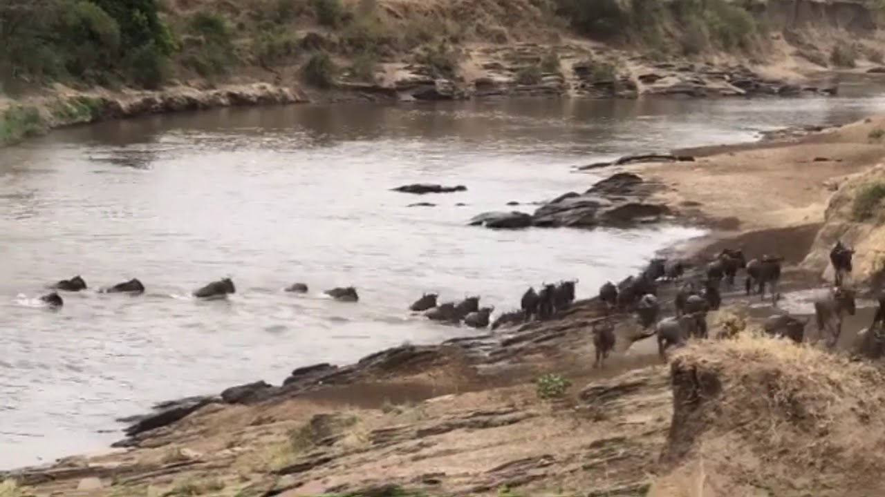 Great Migration crossing the Mara River on the Maasai Mara Plains