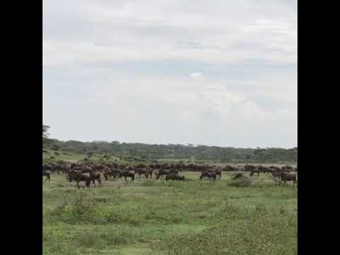 Great Wildebeest Migration on the Ndutu plains