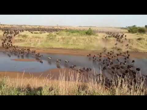Massive Wildebeest Migration Crossing in October 2022!