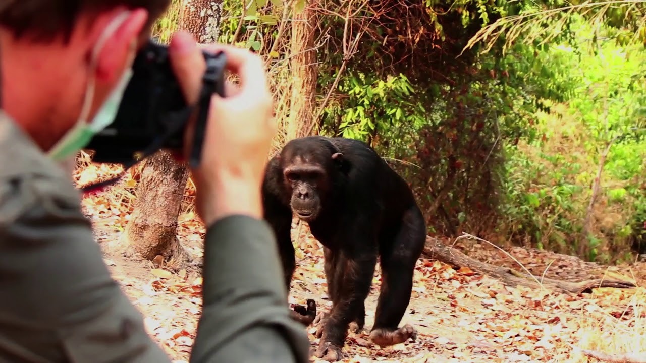 Nomad Greystoke Mahale