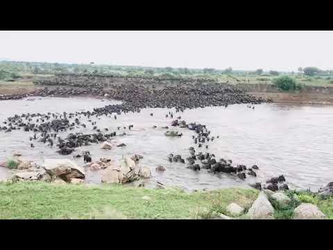Huge crossing at point no 1 and 2 on the Serengeti side