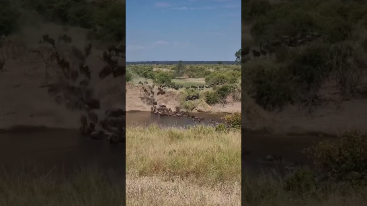Huge wildebeest herd crossing at point nr. 0 on the Mara River!
