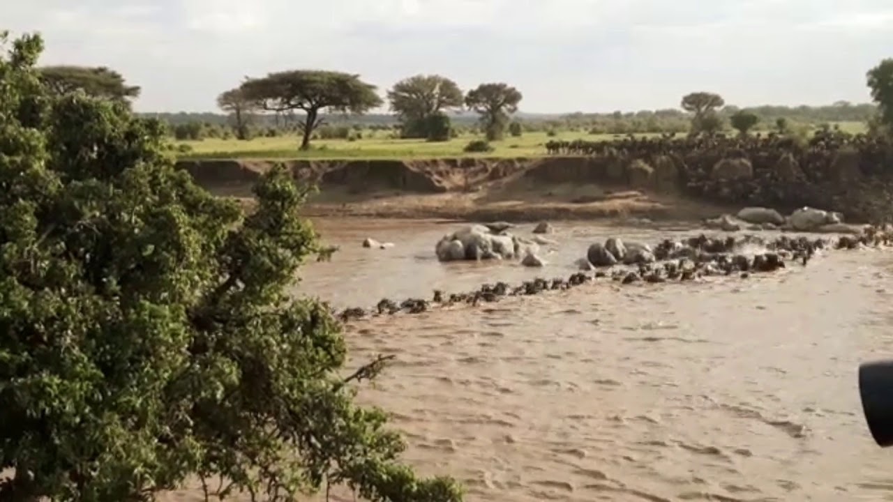 Latest #HerdTracker update: Crossings at Makutano Junction between 7 and 8