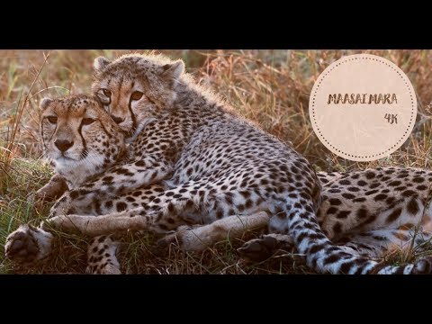 Maasai Mara Wildlife Safari 2018 4K