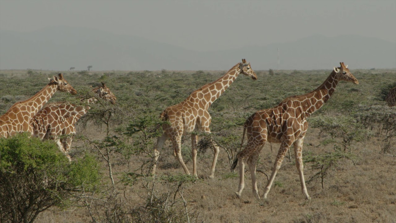 Wildlife at Ol Malo