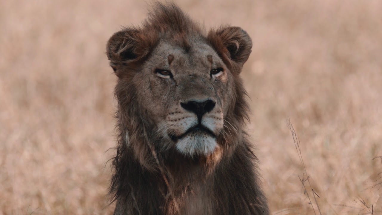 Singita Pamushana Lodge