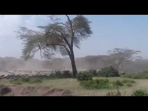 Great Wildebeest Migration in the Ndutu