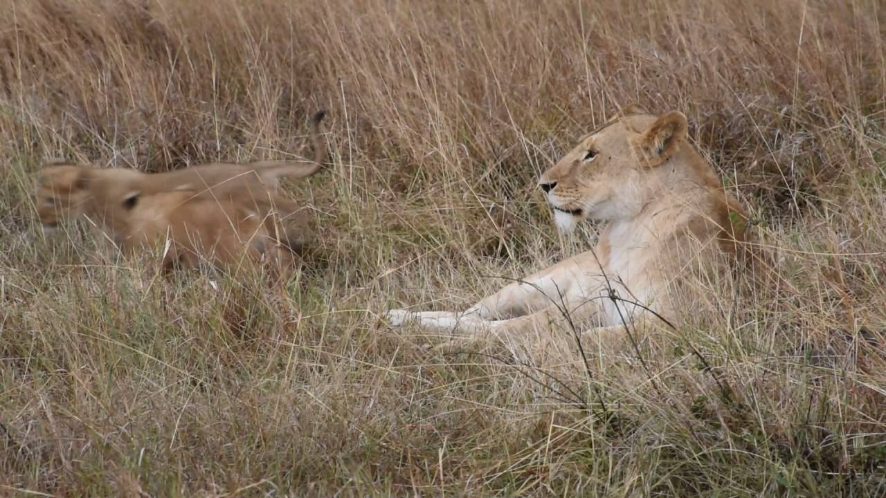 Lion cubs play when Martial Eagle attempts snatch 1223 - Kicheche Mara Camp, Mara North Conservancy