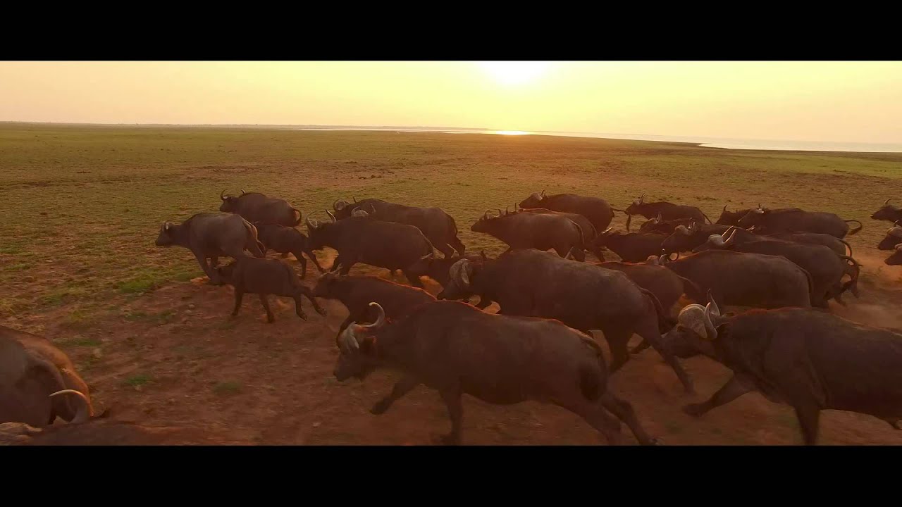 Changa Safari Camp, Matusadona National Park, Zimbabwe