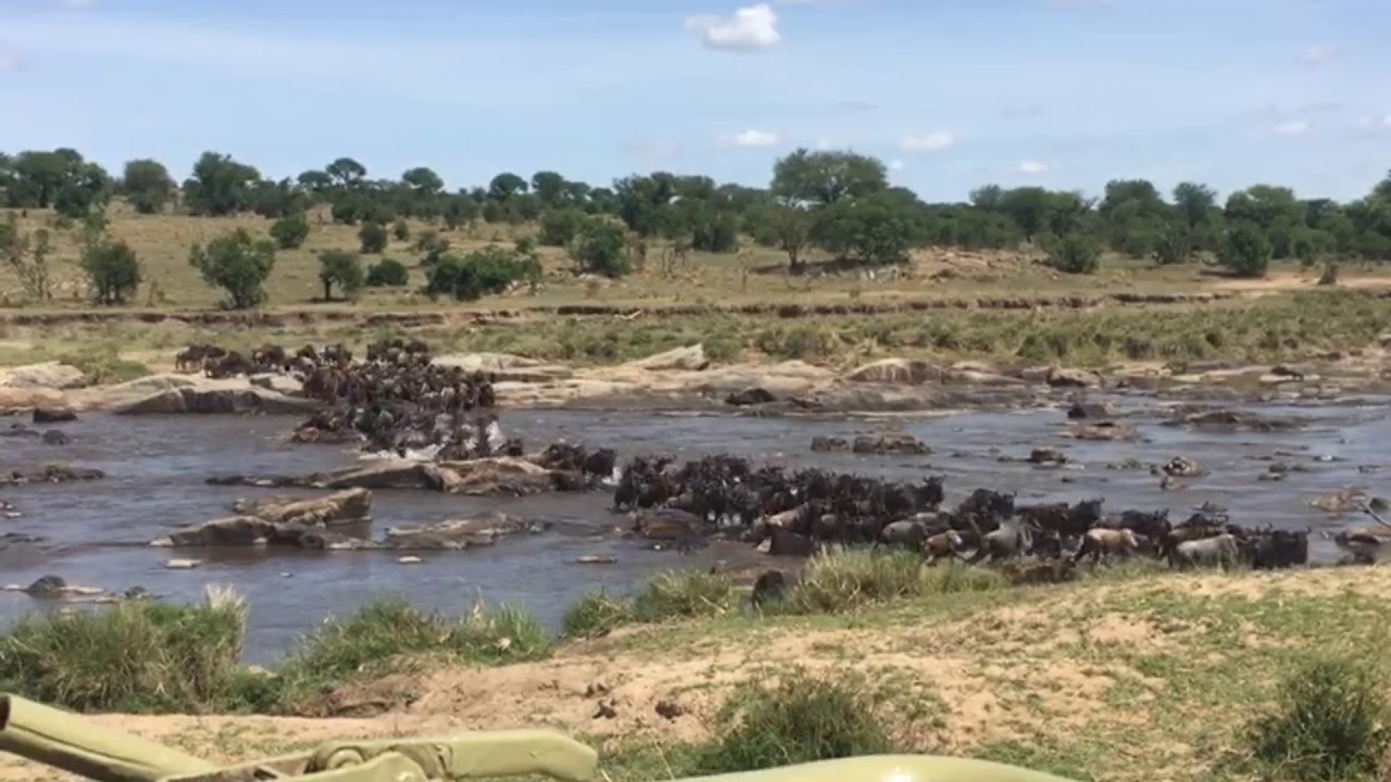 Wildebeest Migration crossing back into the Southern Serengeti