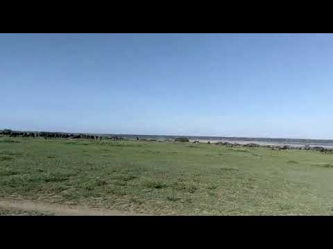 Great Wildebeest Migration in the Ndutu Airstrip