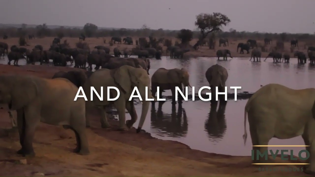 Living with the elephants at Nehimba Lodge