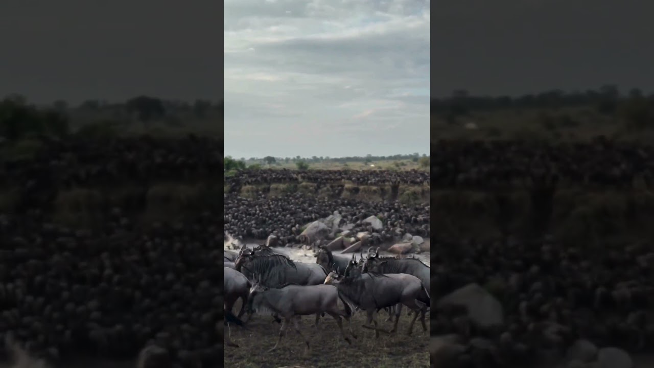Megaherd crosses the Mara river!