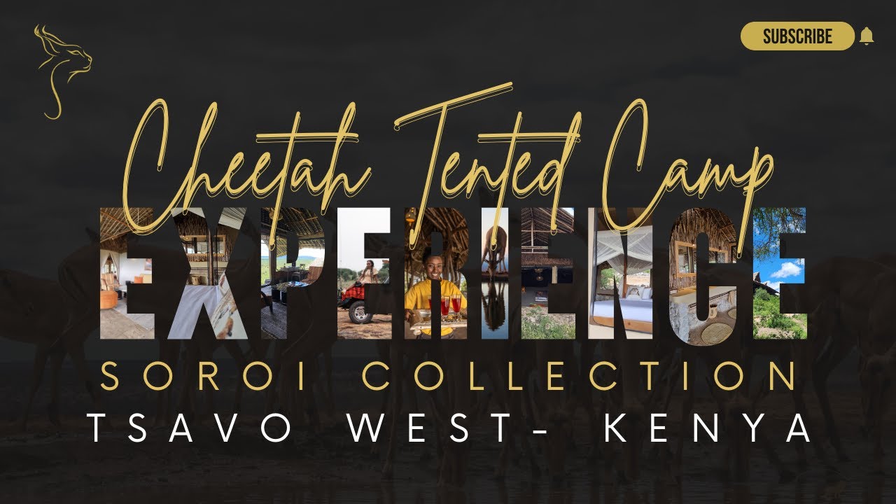 Newly Renovated Soroi Cheetah Tented Camp: Eco-Chic Serenity in Tsavo West, Kenya