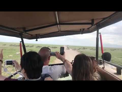 Great Wildebeest Migration heading to the Ndutu