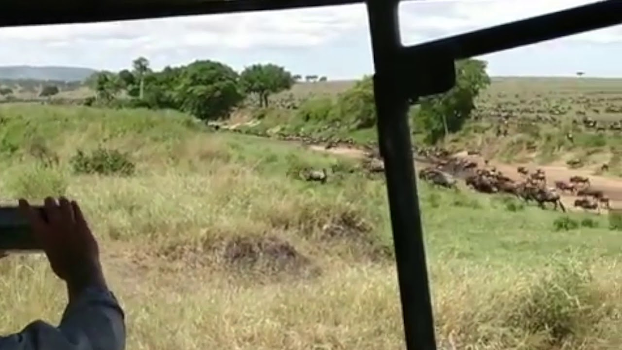 Latest #HerdTracker update: Migration crossing the Sand River heading towards the Masai Mara