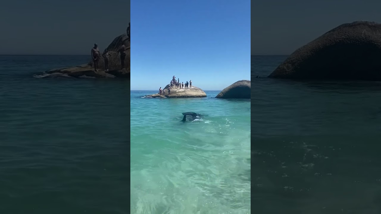 Baby Whale Shark almost beaches itself (Clifton 4th Beach, Cape Town)