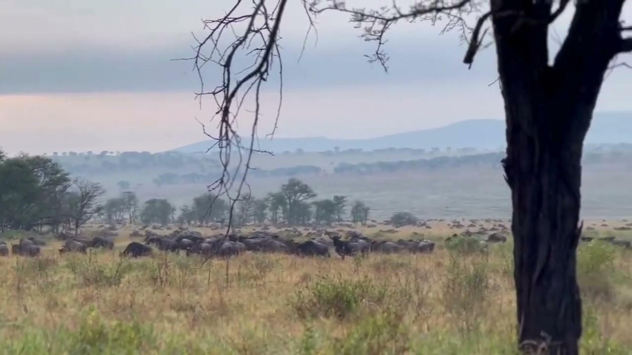 Wildebeest herd spotted running past safari camps in Nyamalumbwa!