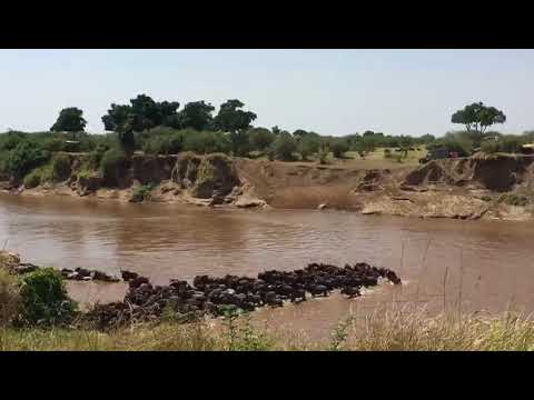Large number of the Great Wildebeest Migration crossing point number 4 in the Mara River