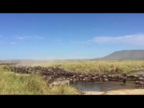 The great wildebeest migration in the Moru Kopjes area, South Central of the Serengeti
