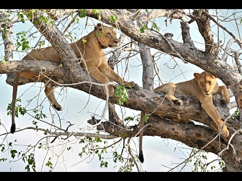 Gorongosa Safaris | Member