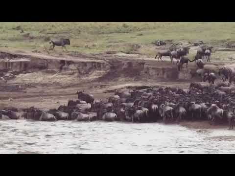 Approximately 50,000 herds successfully crossed the Mara River