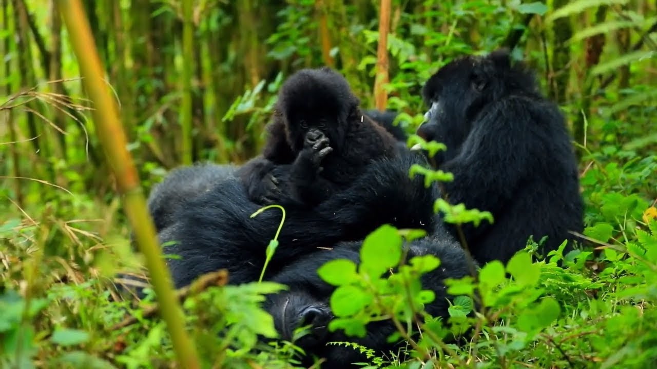 Gorilla trekking and the Great Migration Combined