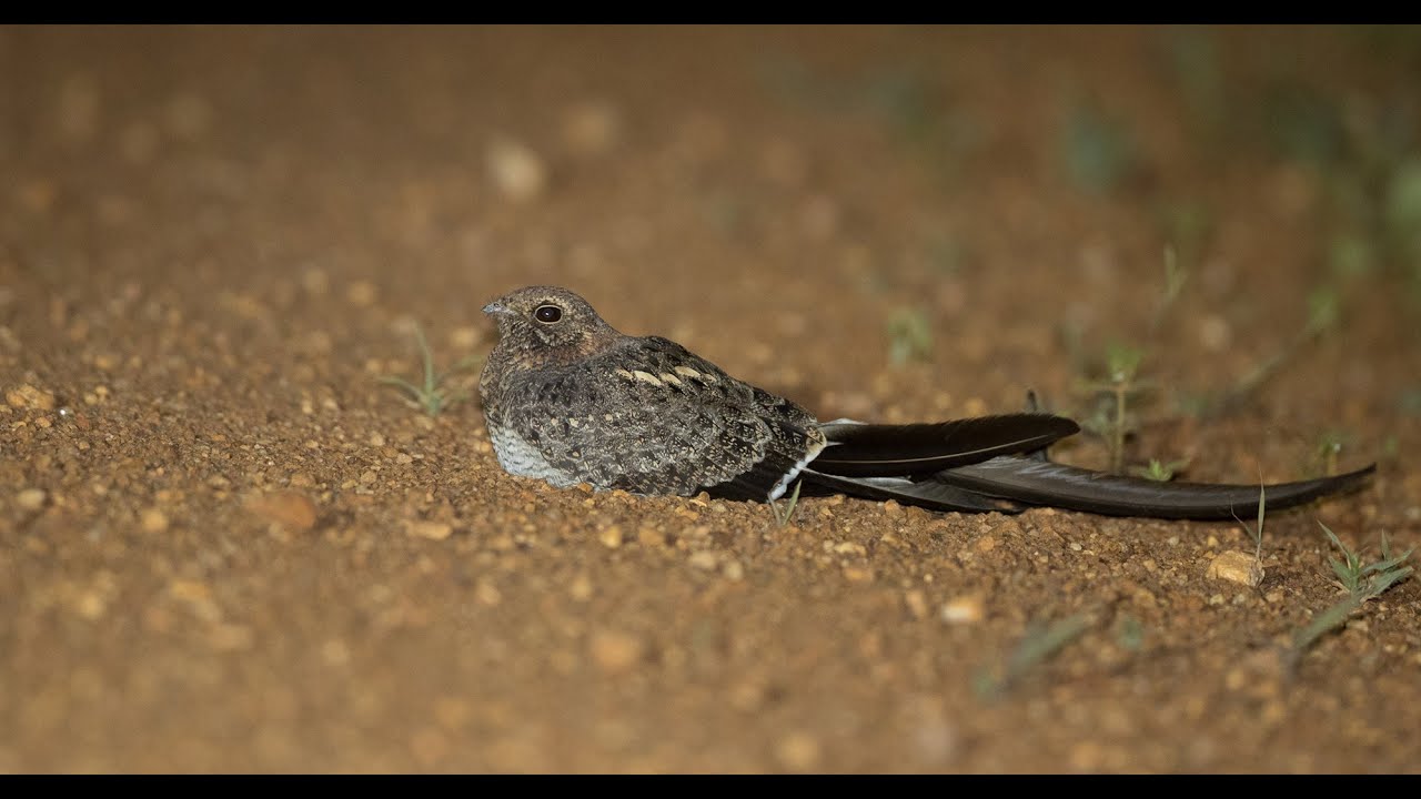 Pennant Winged Nightjar, South Africa