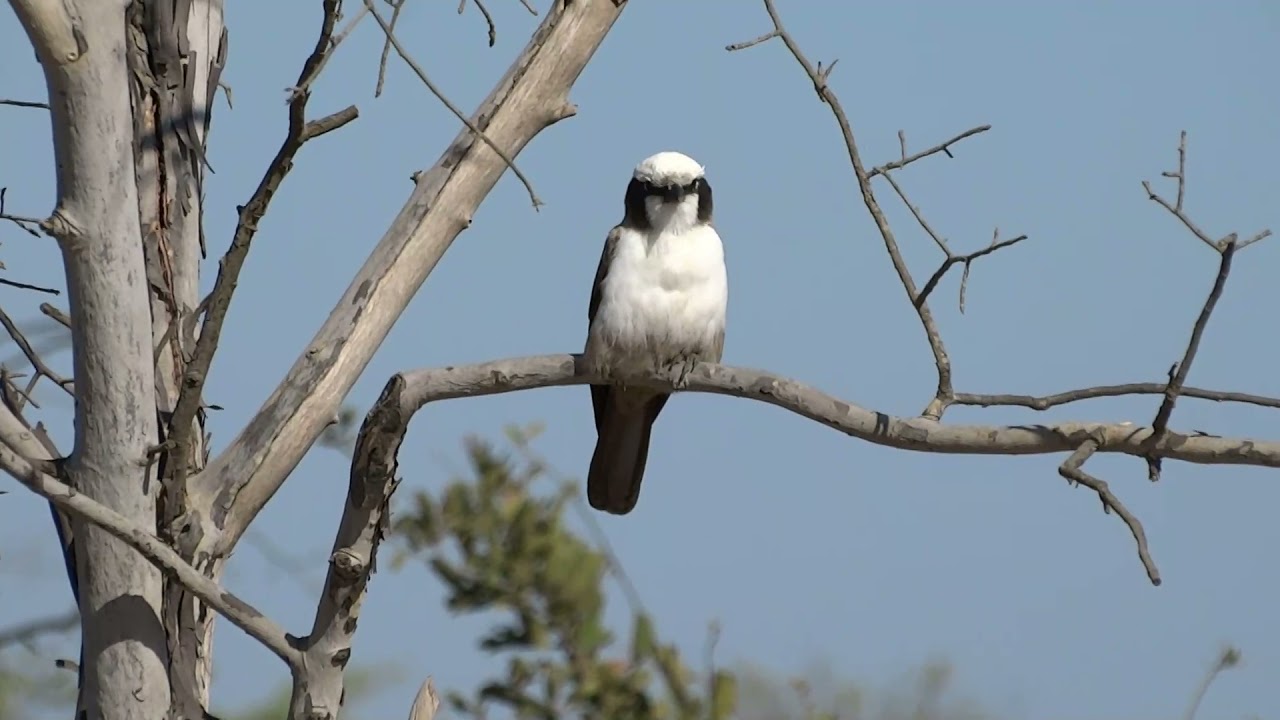 Southern White crowned Shrike, Namibia