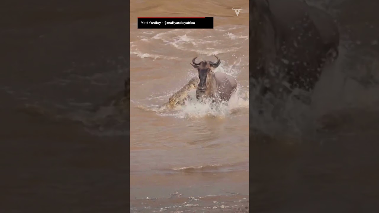 Great Wildebeest Migration 2024 Recap