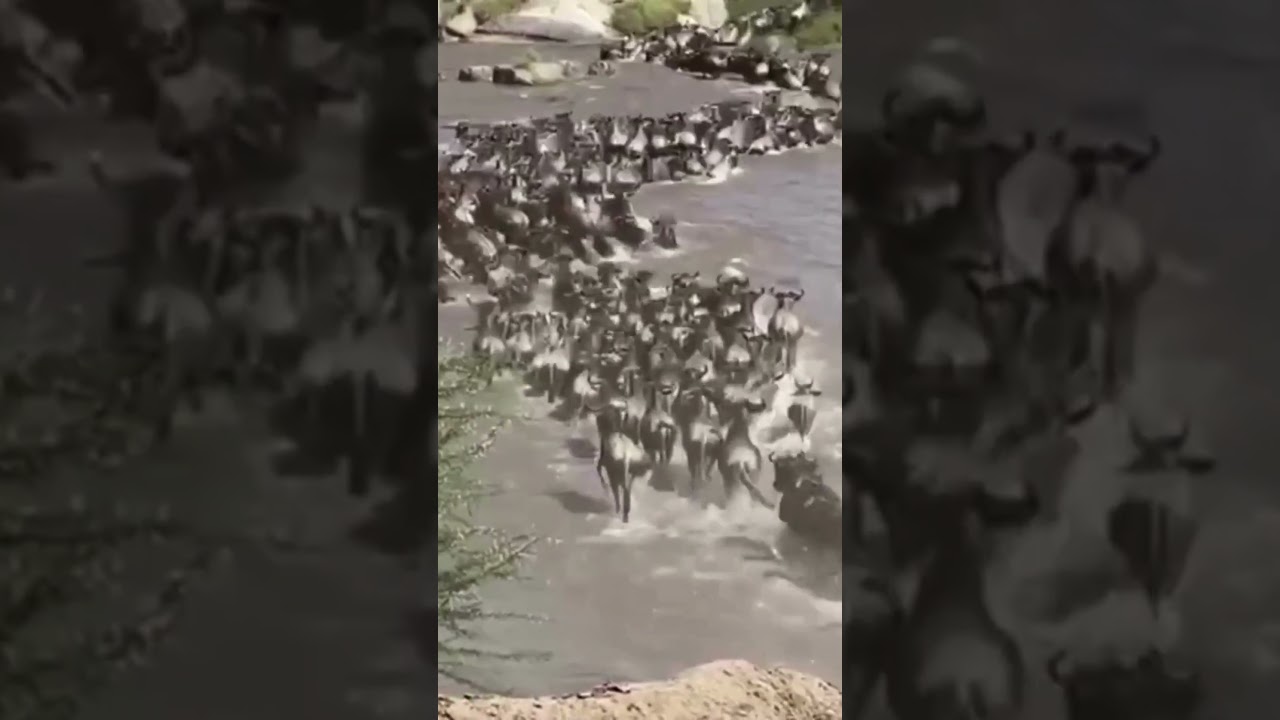 Huge herd crosses the Mara river at crossing no 5!