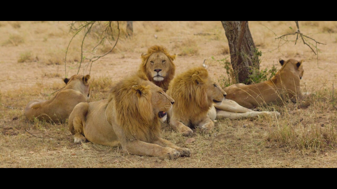 Asanja Grumeti - Inside the Most Exciting Safari Camp