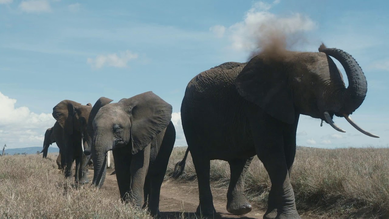 Lewa House Wildlife