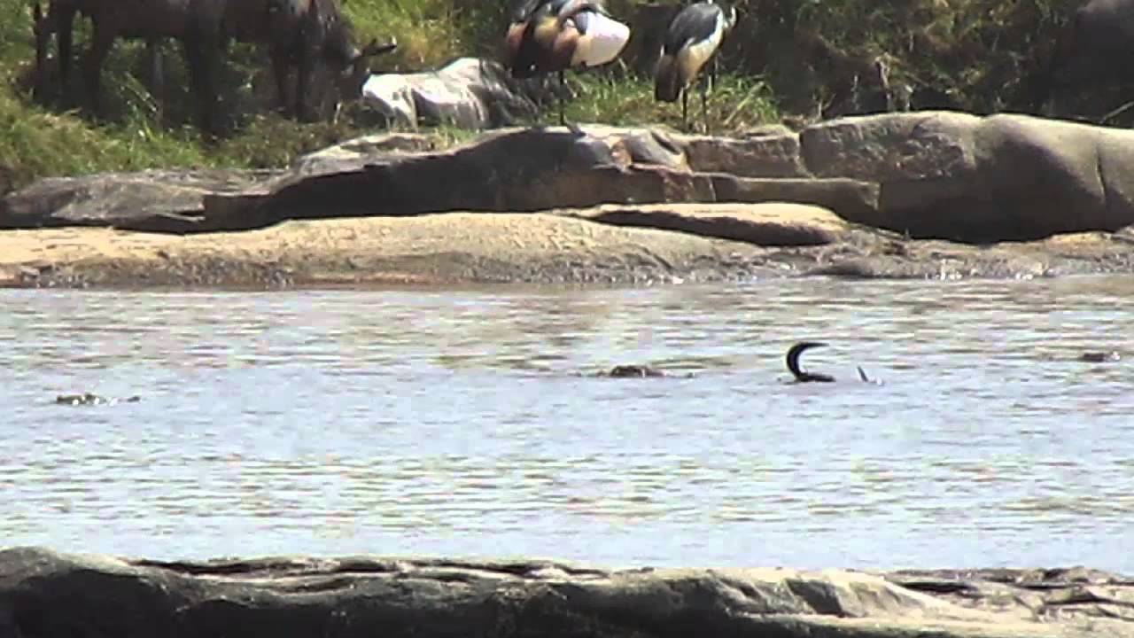 HerdTracker Africa Migration update, Lemala Kuria Hills safari