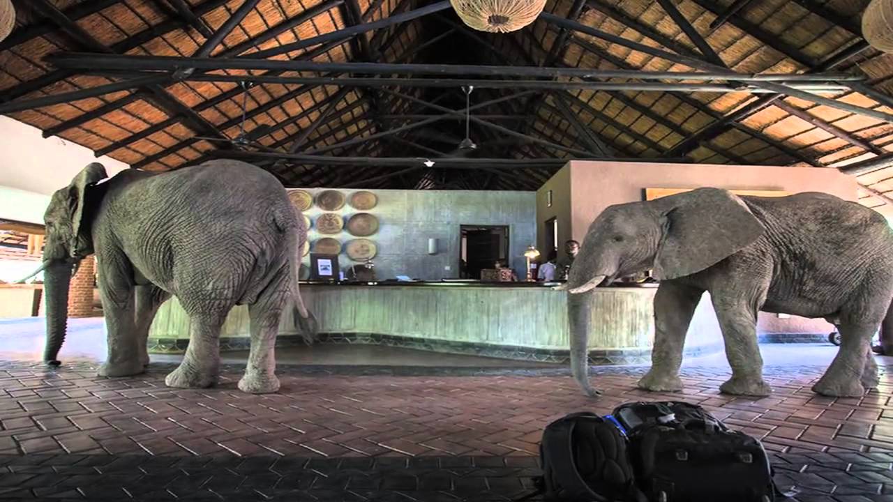 Elephants of Mfuwe Lodge