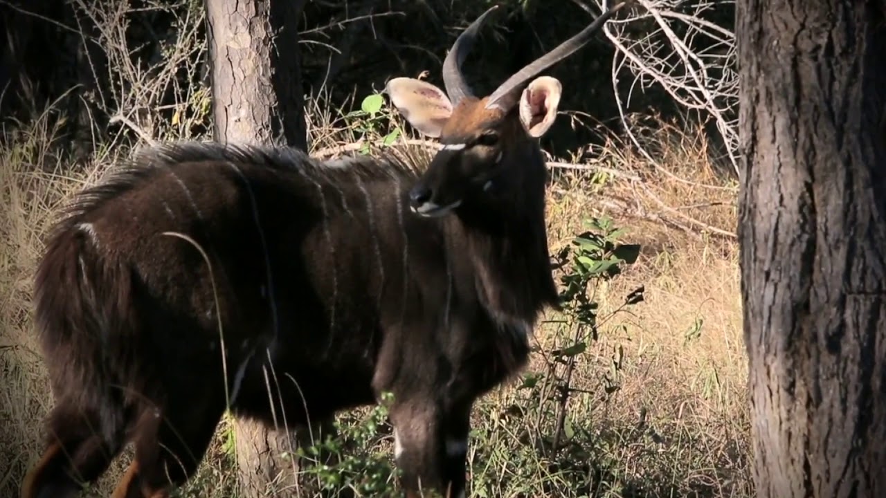 Thornybush Game Reserve
