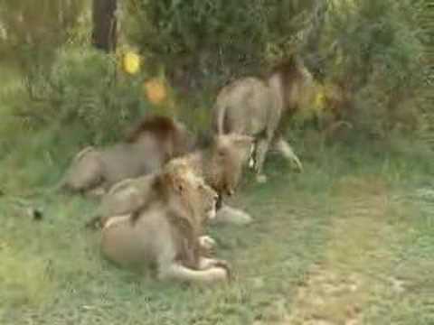 Five Lions roaring together...at Savanna Lodge