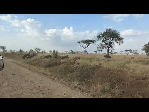 Wildebeest herd spotted heading east near Fort Ikoma