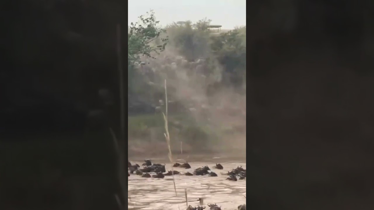 Wildebeest crossings continue at the Mara River!