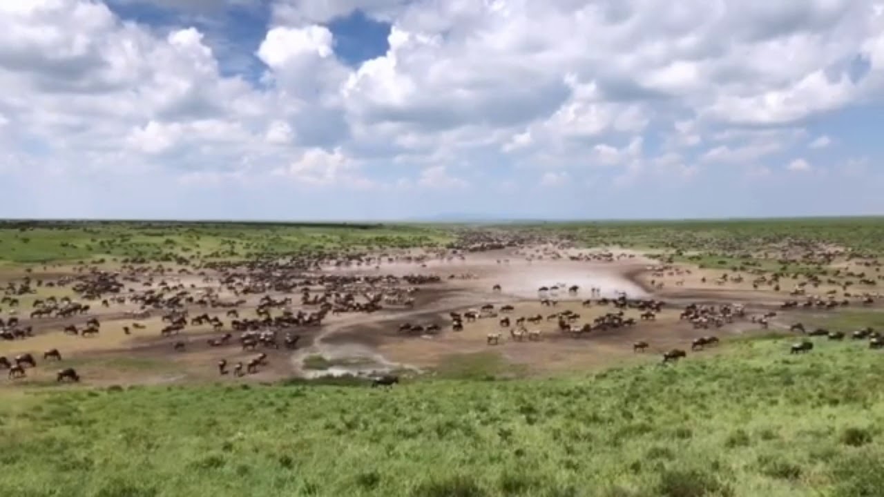 Latest #HerdTracker update: The number of animals on the landscape of the Serengeti was incomparable