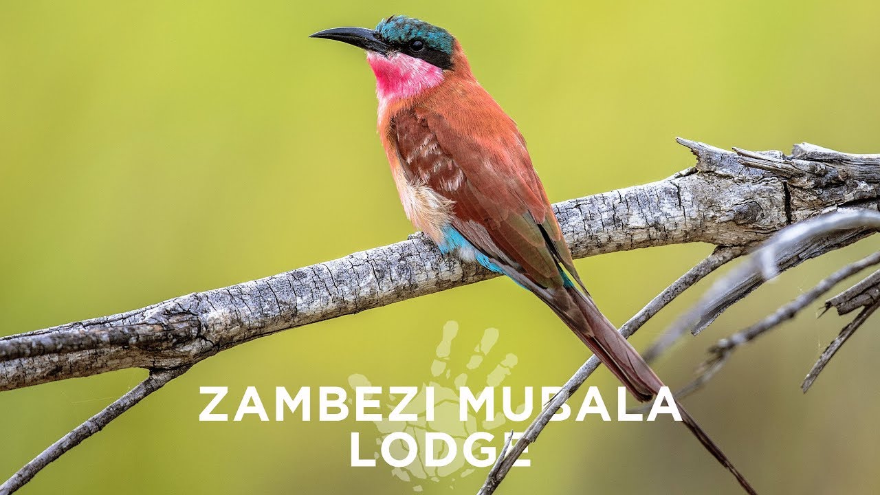 A Namibian Getaway - Zambezi Mubala Lodge
