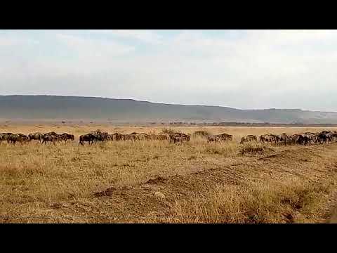 Latest #HerdTracker update: Great migration arriving the Mara Triangle